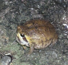 Breviceps passmorei