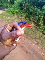 Corythornis leucogaster