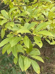 Chionanthus virginicus