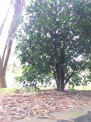 Corynocarpus laevigatus