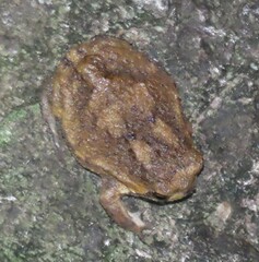 Breviceps passmorei