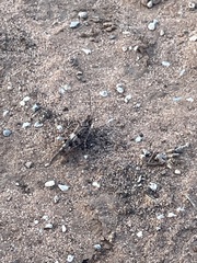 Oedipodinae