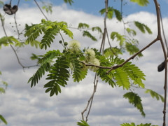 Enterolobium