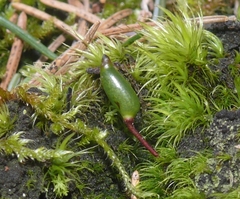 Buxbaumia viridis