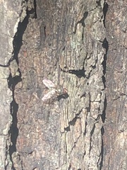 Muscina stabulans