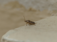 Aeliomorpha