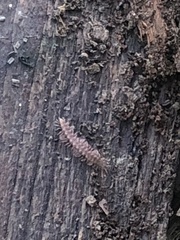 Polydesmus complanatus