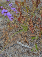Liatris pilosa