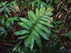 Steiropteris deltoidea