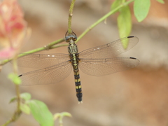 Orthetrum
