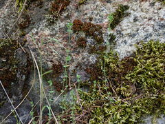 Stellaria calycantha