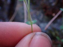 Stellaria calycantha