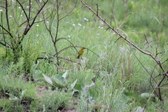 Crithagra sulphurata