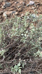 Ambrosia deltoidea