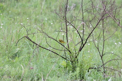 Crithagra sulphurata