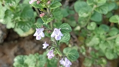 Clinopodium menthifolium ascendens