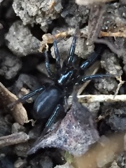 Zelotes