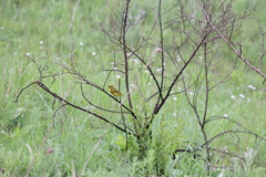 Crithagra sulphurata