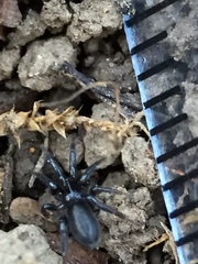Zelotes