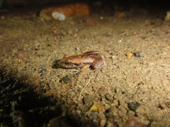Physalaemus cuvieri