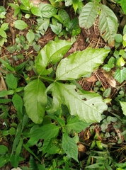 Paullinia pinnata