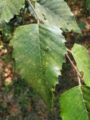 Betula nigra