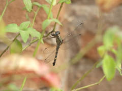Orthetrum