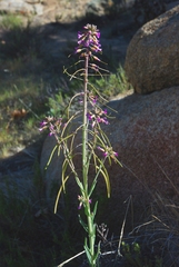 Boechera californica