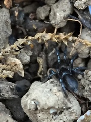 Zelotes