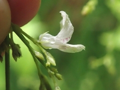 Justicia martinsoniana