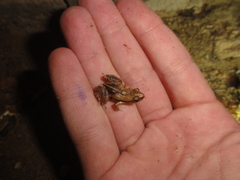 Physalaemus cuvieri