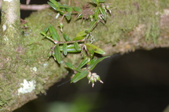 Epidendrum strobiliferum