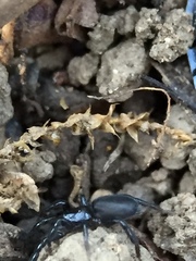 Zelotes