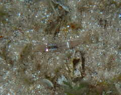 Decapoda
