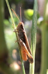 Chorthippus maritimus maritimus