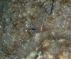 Decapoda