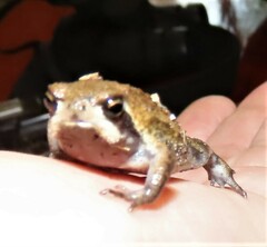 Breviceps sopranus