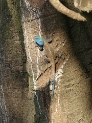 Acanthocercus atricollis