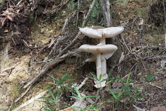 Amanita longistriata