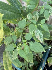 Solanum americanum