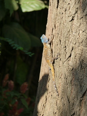 Acanthocercus atricollis