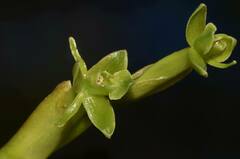Epidendrum rigidum