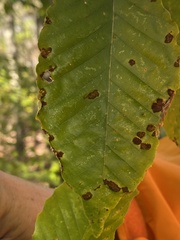 Acalitus ferrugineum