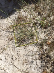Ehrharta villosa