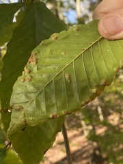 Acalitus ferrugineum