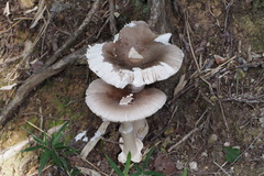Amanita longistriata