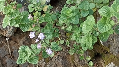 Clinopodium menthifolium ascendens
