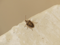 Aeliomorpha