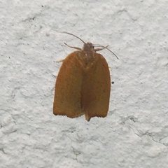 Cacoecimorpha pronubana