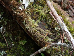 Hypnum circinale